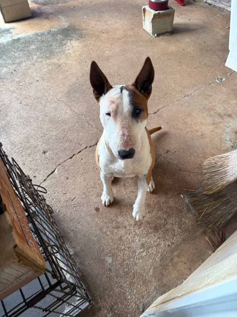 Dog